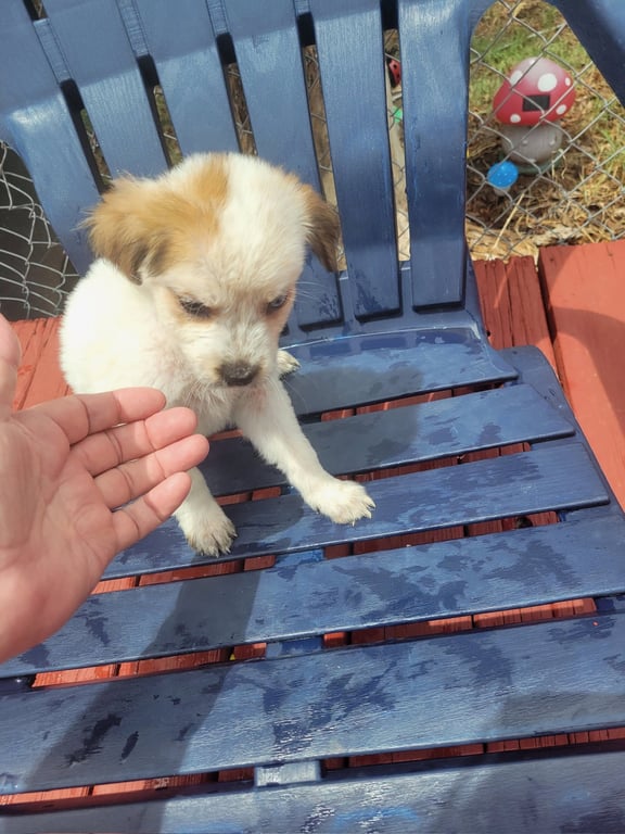 FOSTER ME - Maci Image