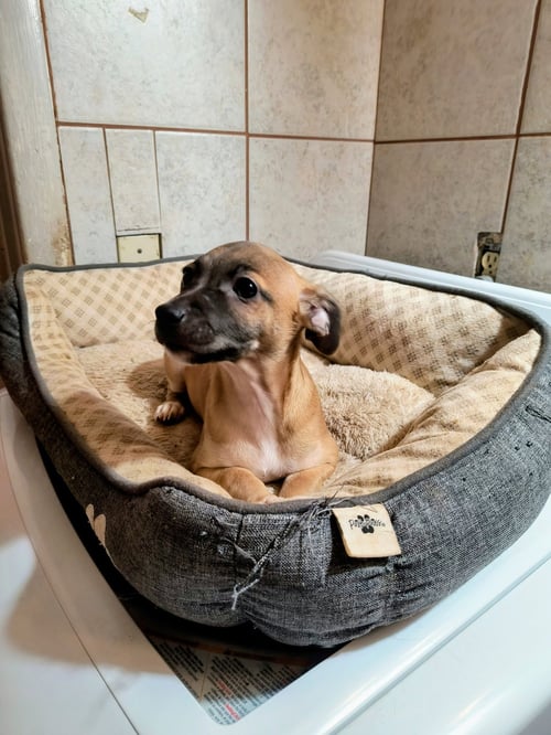 CABO - Chihuahua available for adoption