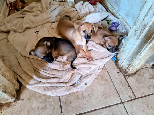 CABO - Chihuahua available for adoption