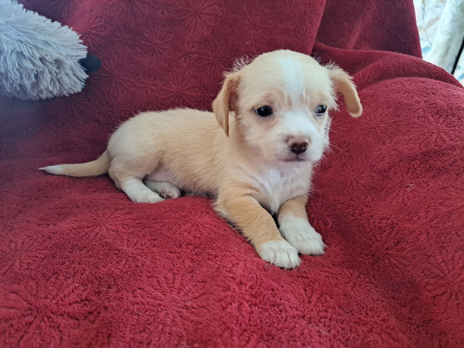 NUTMEG - ADOPTION IN PROCESS - Terrier / Yorkshire Terrier Yorkie available for adoption