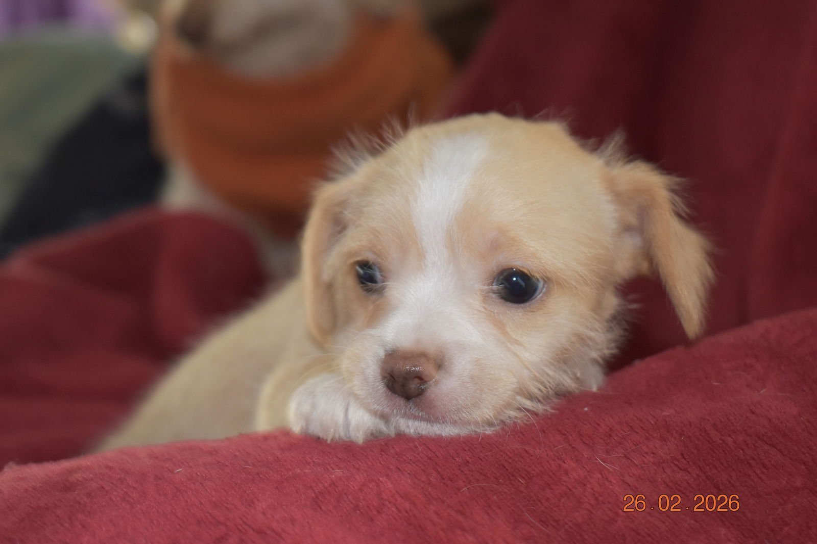 NUTMEG - ADOPTION IN PROCESS - Terrier / Yorkshire Terrier Yorkie available for adoption