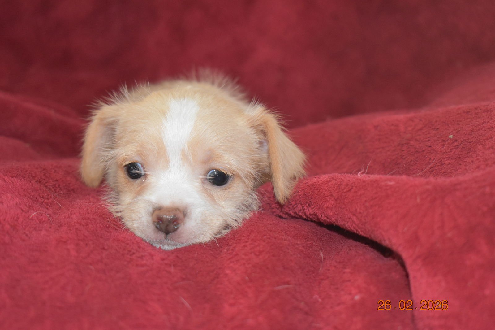 Nutmeg - ADOPTION IN PROCESS - Photo 3