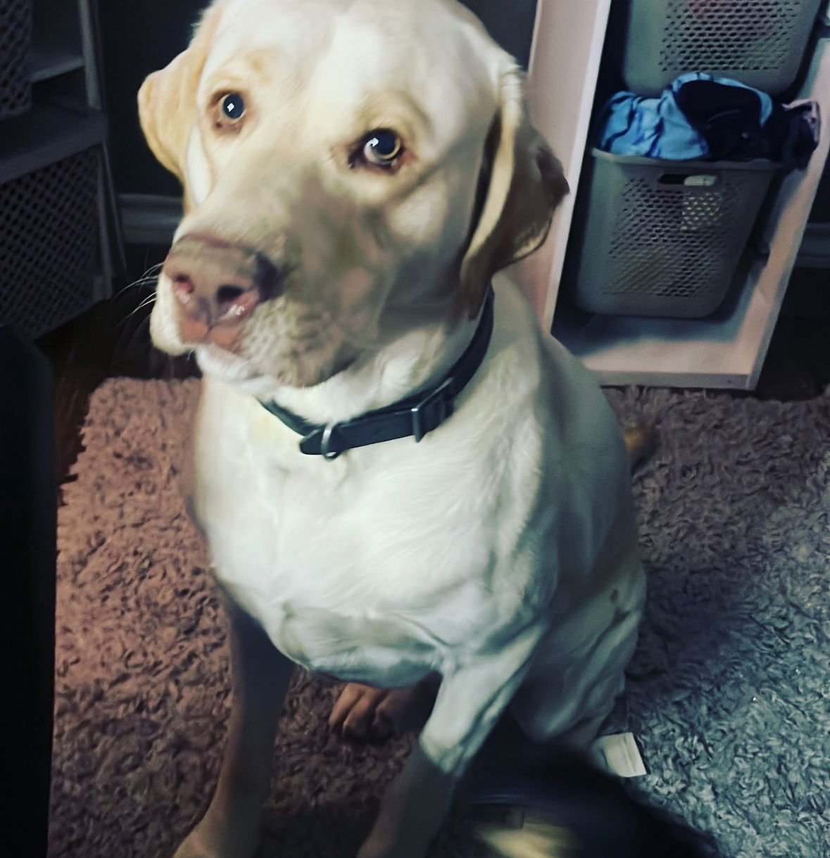 LOUIS - ADOPTION IN PROCESS - Labrador Retriever available for adoption