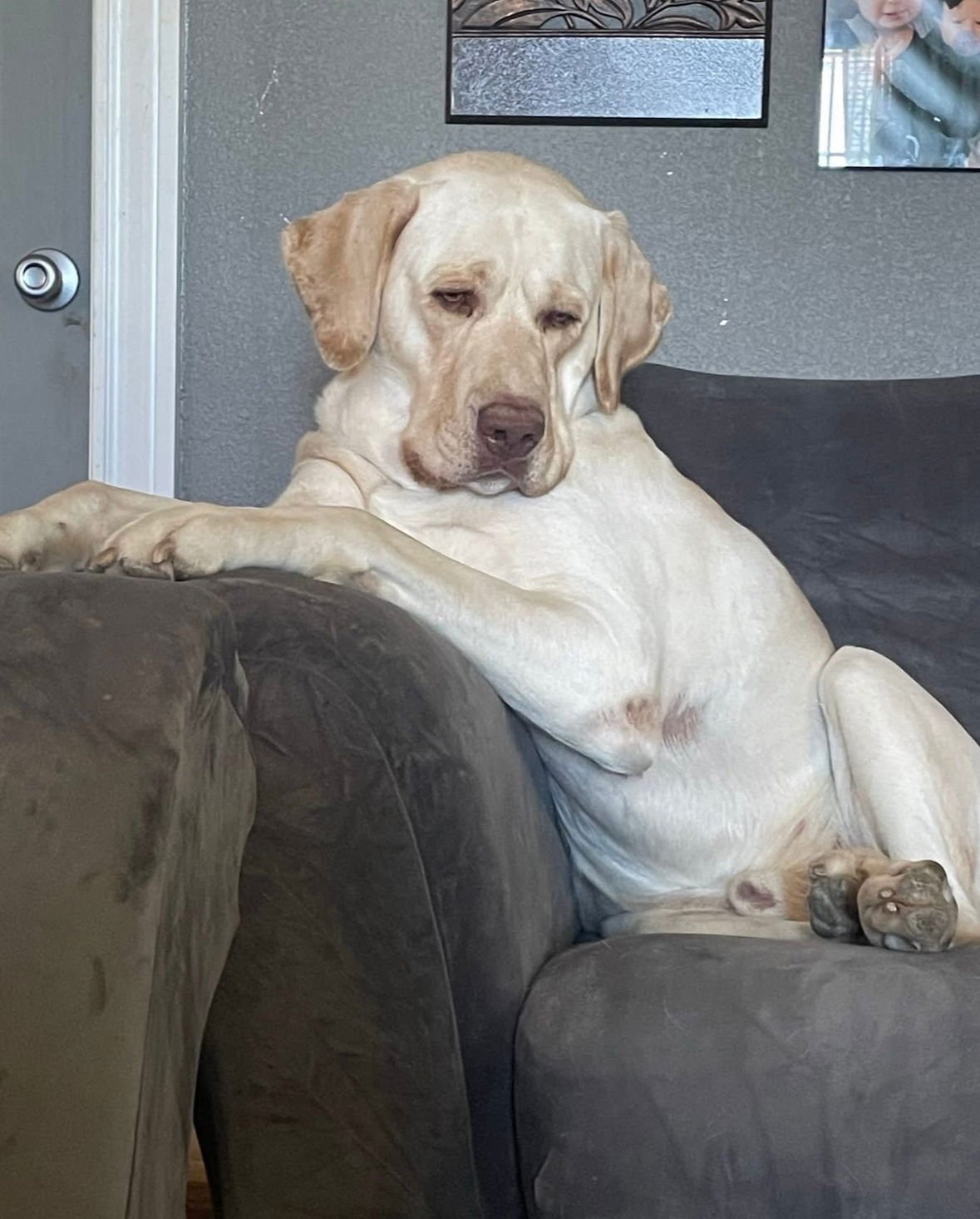 LOUIS - ADOPTION IN PROCESS - Labrador Retriever available for adoption