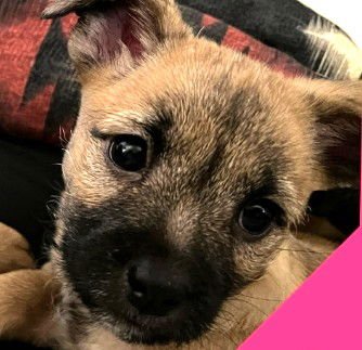 RUE - ADOPTION IN PROCESS - Rat Terrier / Chihuahua available for adoption