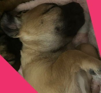 RUE - ADOPTION IN PROCESS - Rat Terrier / Chihuahua available for adoption