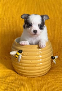 Buzz - ADOPTION IN PROCESS - Photo 4