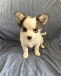 Buzz - ADOPTION IN PROCESS - Photo 2
