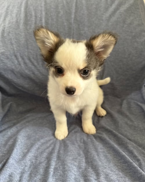BUZZ - ADOPTION IN PROCESS - Chihuahua / Pomeranian available for adoption