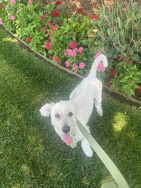 Krypto -ADOPTION IN PROCESS - Photo 2