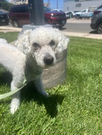 Krypto -ADOPTION IN PROCESS - Photo 3