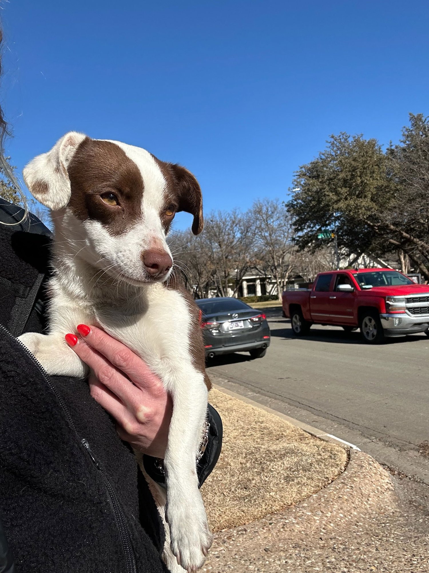 TEAGAN - ADOPTION IN PROCESS - Chihuahua available for adoption