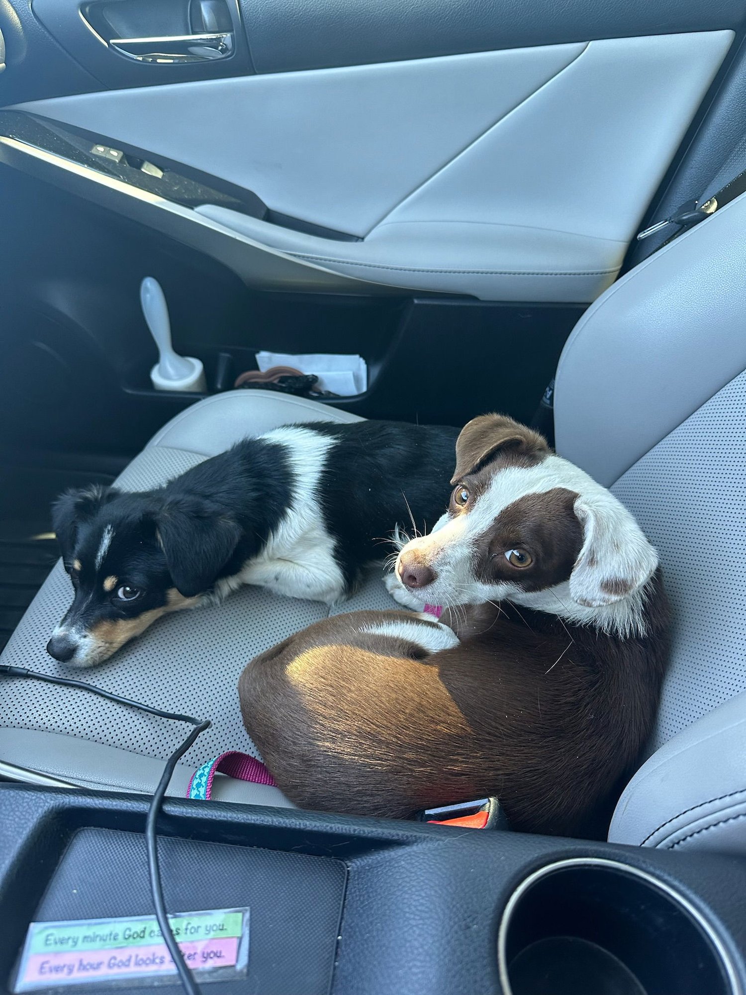 TEAGAN - ADOPTION IN PROCESS - Chihuahua available for adoption