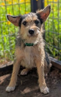 Foxy - ADOPTION IN PROCESS - Photo 1