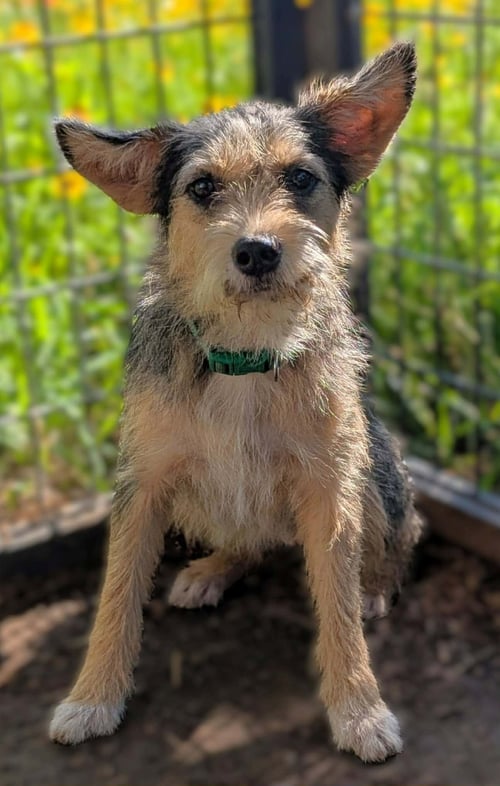 FOXY - ADOPTION IN PROCESS - Terrier for adoption in Milwaukee
