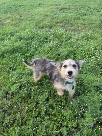 Foxy - ADOPTION IN PROCESS - Photo 2