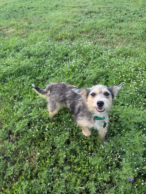 FOXY - ADOPTION IN PROCESS - Terrier available for adoption