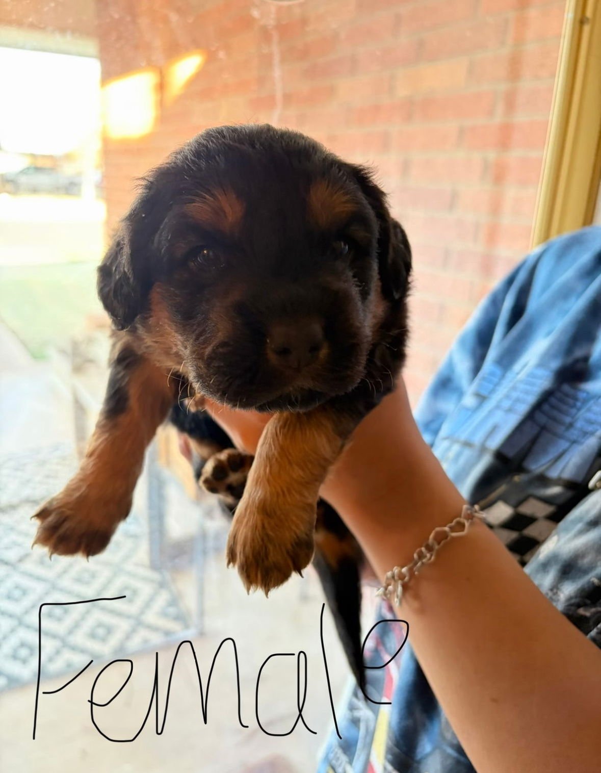 SNICKERS - ADOPTION IN PROCESS - Golden Retriever available for adoption