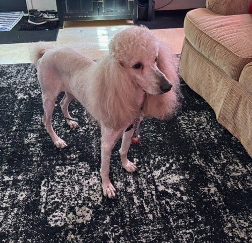 TEDDY BEAR - ADOPTION IN PROCESS - Poodle (Standard) available for adoption