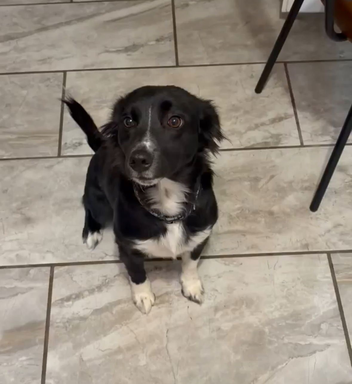 PETUNIA - ADOPTION IN PROCESS - Border Collie / Corgi available for adoption