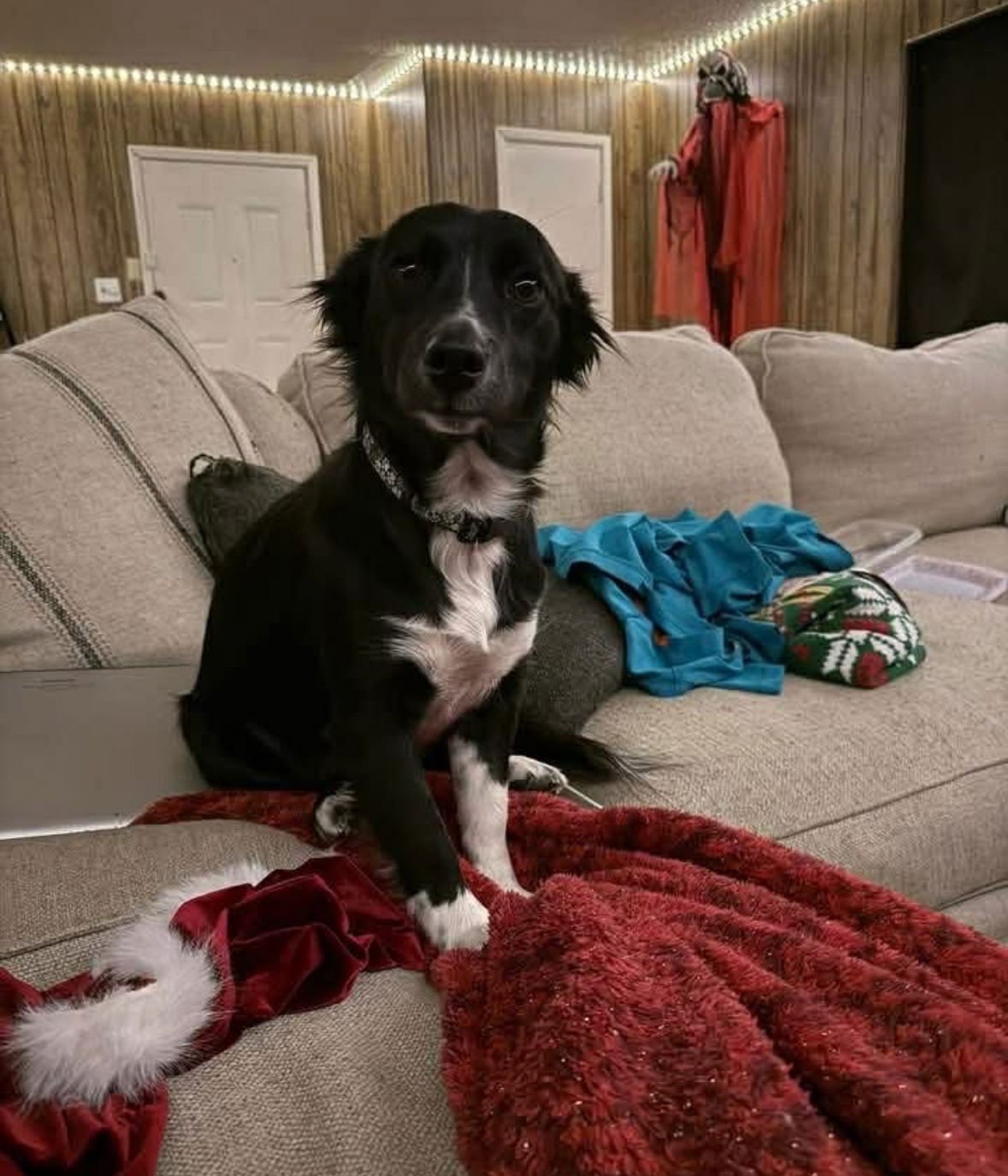 PETUNIA - ADOPTION IN PROCESS - Border Collie / Corgi available for adoption