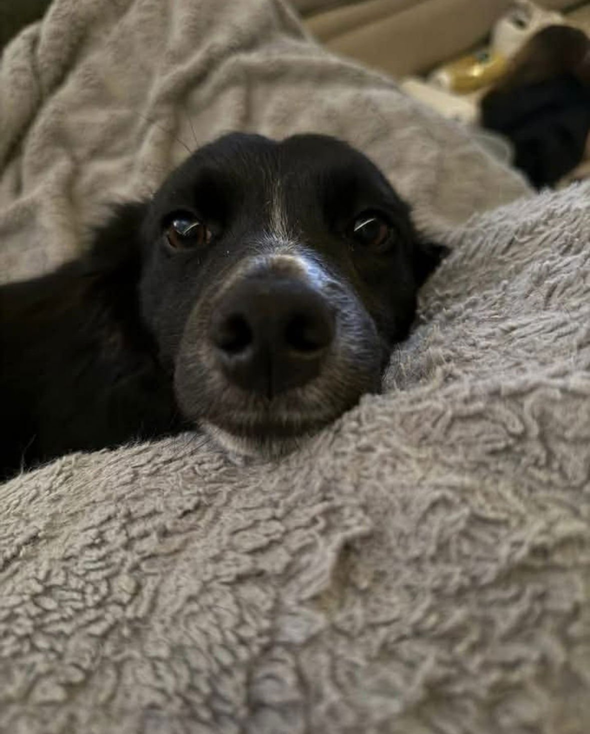 Petunia - ADOPTION IN PROCESS - Photo 3