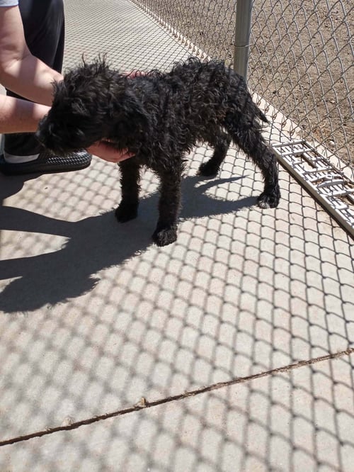DAISY - Poodle (unknown type) / Cattle Dog available for adoption