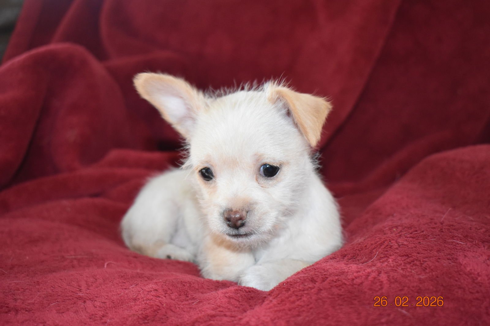 HONEY - ADOPTION IN PROCESS - Terrier / Yorkshire Terrier Yorkie available for adoption