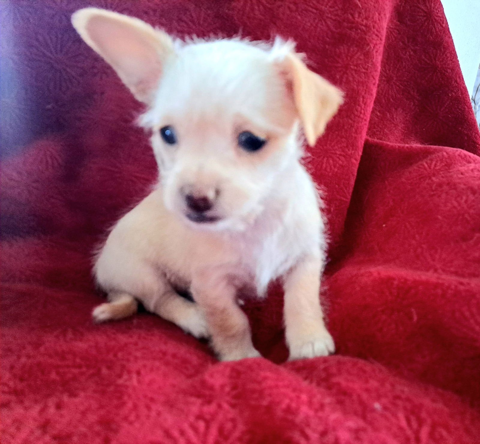 HONEY - ADOPTION IN PROCESS - Terrier / Yorkshire Terrier Yorkie available for adoption