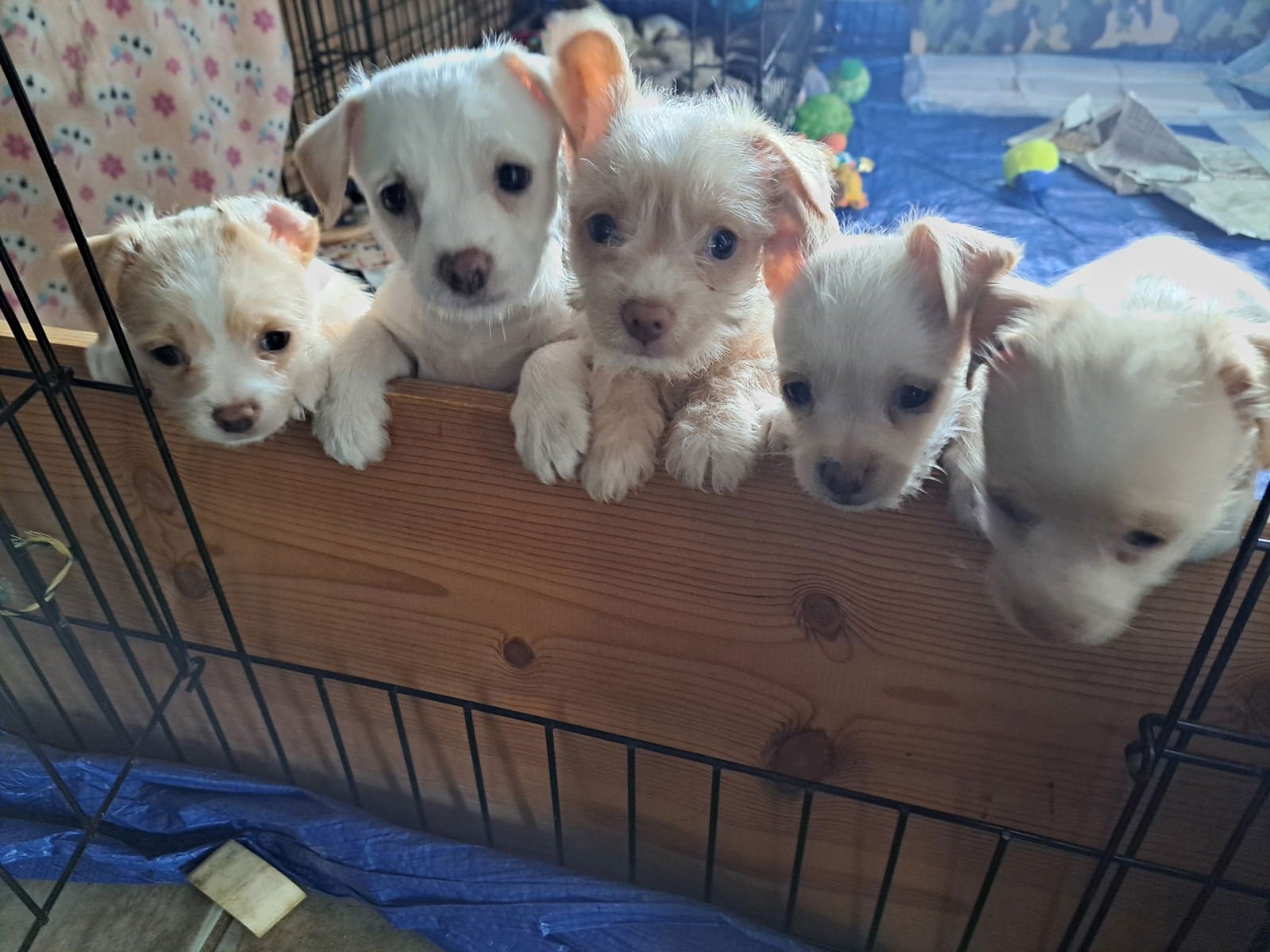 Honey - ADOPTION IN PROCESS - Photo 4