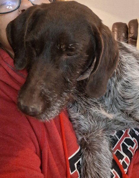 ANGEL - German Wirehaired Pointer available for adoption