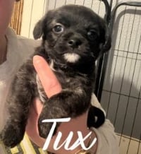 Tux - ADOPTION IN PROCESS - Photo 1