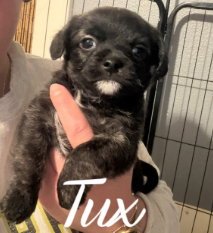 TUX - ADOPTION IN PROCESS - Boston Terrier available for adoption
