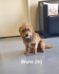 Bruno - ADOPTION IN PROCESS - Photo 1