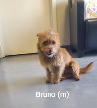 Bruno - ADOPTION IN PROCESS - Photo 2