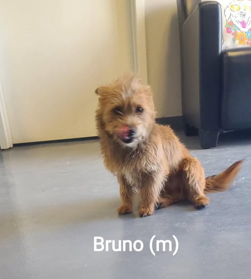 BRUNO - ADOPTION IN PROCESS - Terrier available for adoption