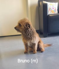 Bruno - ADOPTION IN PROCESS - Photo 3