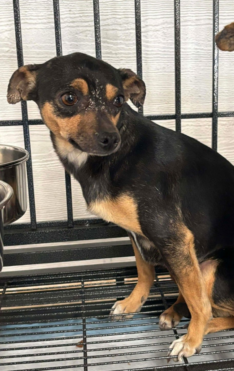 ZELDA - Chihuahua available for adoption