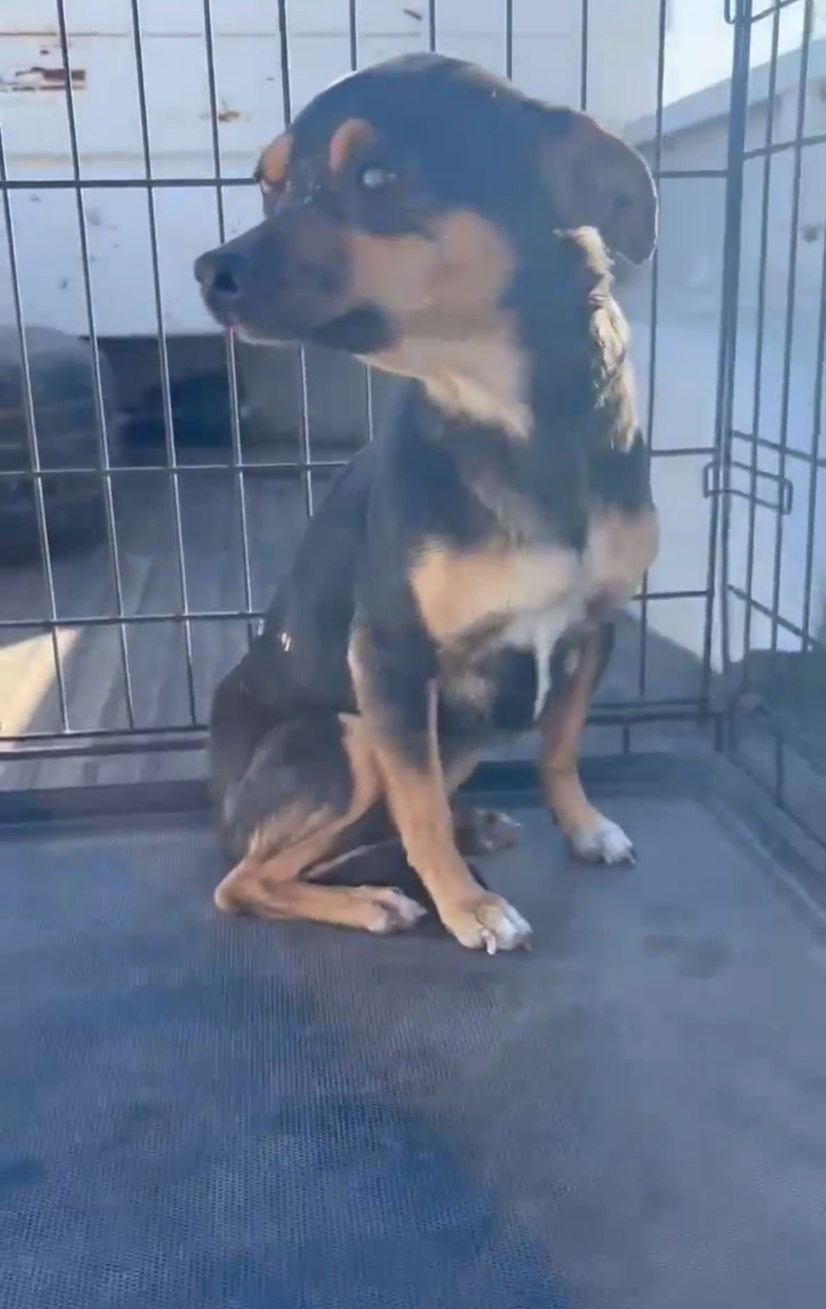 ZELDA - Chihuahua available for adoption