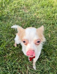 Logan - ADOPTION IN PROCESS - Photo 2