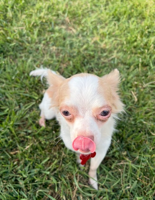 LOGAN - ADOPTION IN PROCESS - Chihuahua available for adoption