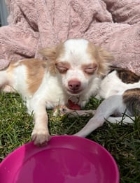 Logan - ADOPTION IN PROCESS - Photo 3