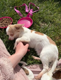 Logan - ADOPTION IN PROCESS - Photo 4
