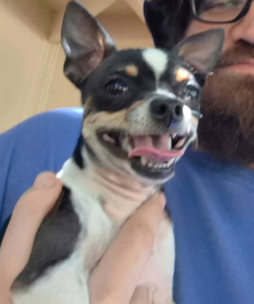 SPONSOR OR FOSTER ME - BOOMER - Chihuahua available for adoption