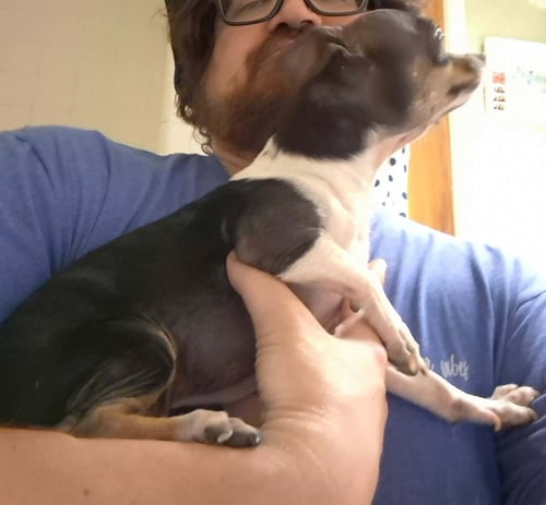 SPONSOR OR FOSTER ME - BOOMER - Chihuahua available for adoption
