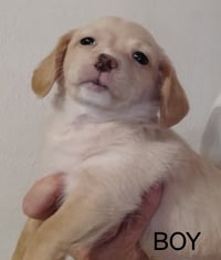 SPONSOR OR FOSTER ME - Matisse - Photo 1