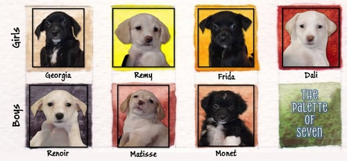 SPONSOR OR FOSTER ME - MATISSE - Chihuahua / Terrier available for adoption