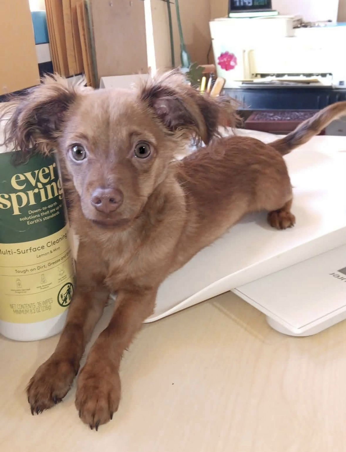 JINX - ADOPTION IN PROCESS - Chihuahua / Dachshund available for adoption