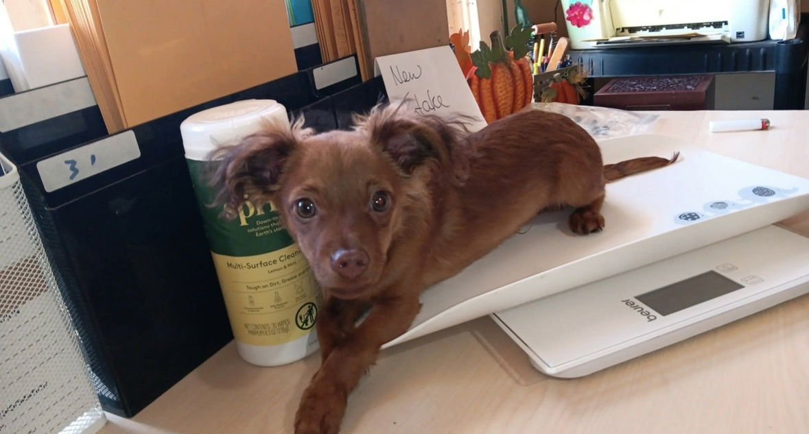 JINX - ADOPTION IN PROCESS - Chihuahua / Dachshund available for adoption