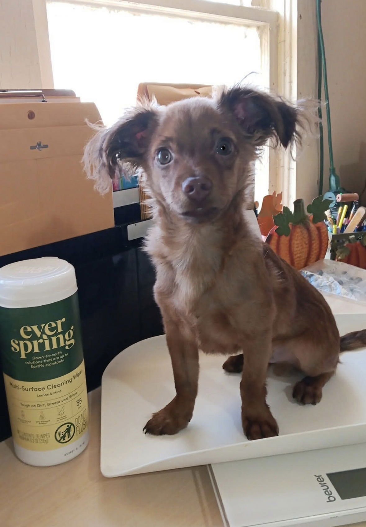 Jinx - ADOPTION IN PROCESS - Photo 3